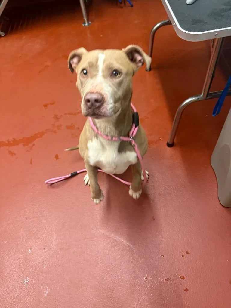 A young medium-sized female Mixed Breed dog named Goober for adoption in Douglasville, GA