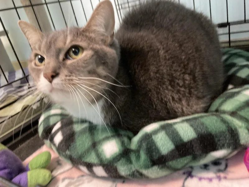 An adult medium-sized female Gray & White Domestic Short Hair cat named Mittens for adoption in Cincinnati, OH