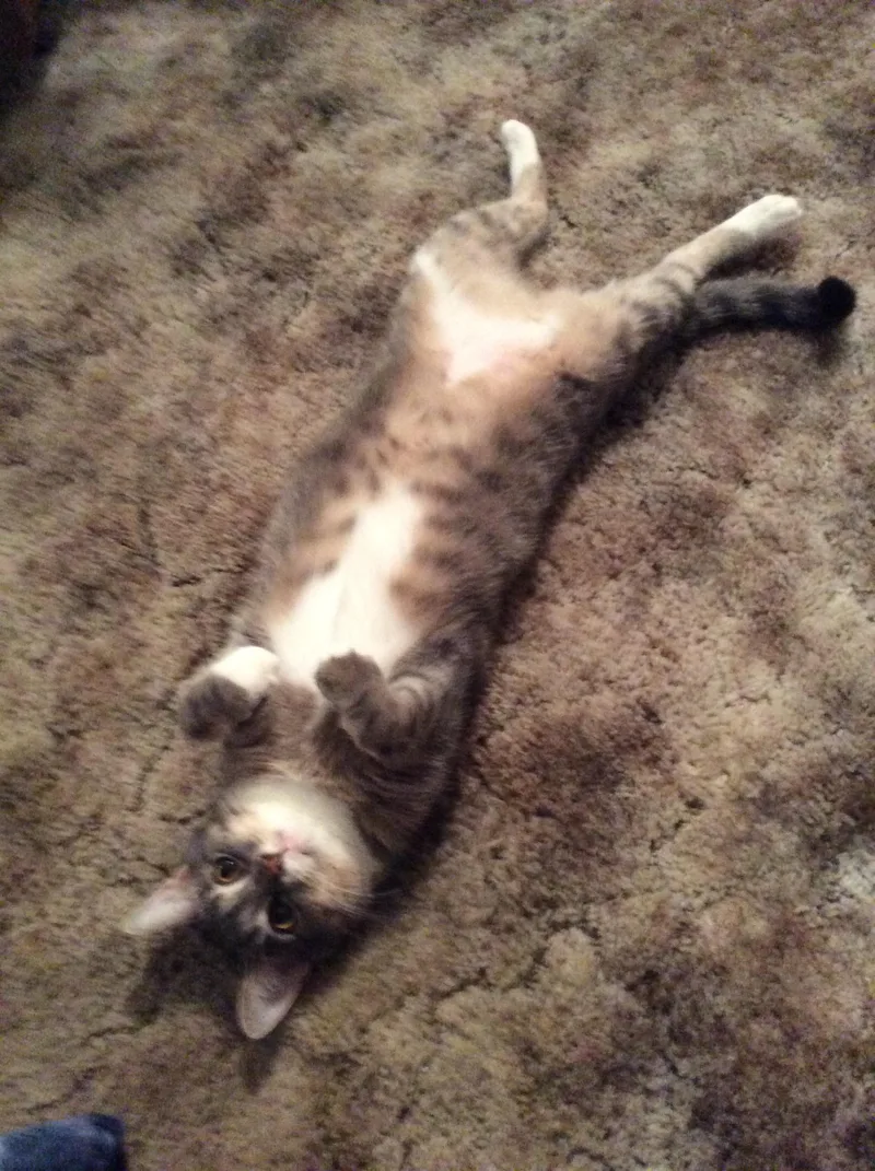 Mittens thumbnail 3