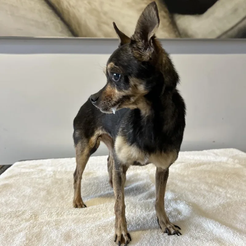 A senior small-sized female Black Miniature Pinscher dog named Flower Petal for adoption in Ramona, CA