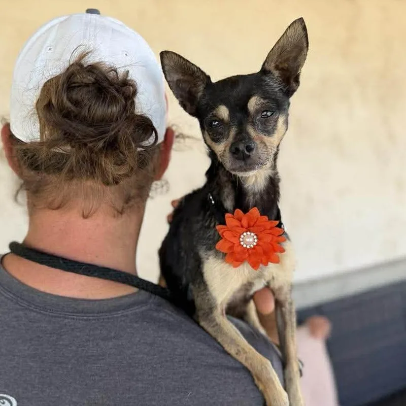 Flower Petal thumbnail 2