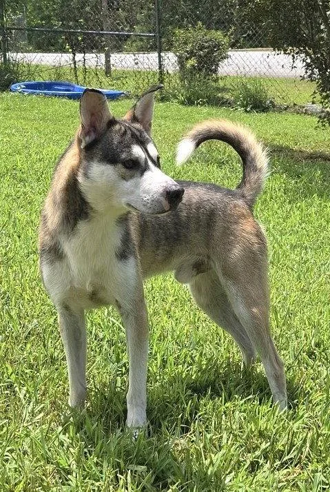 Franklin
