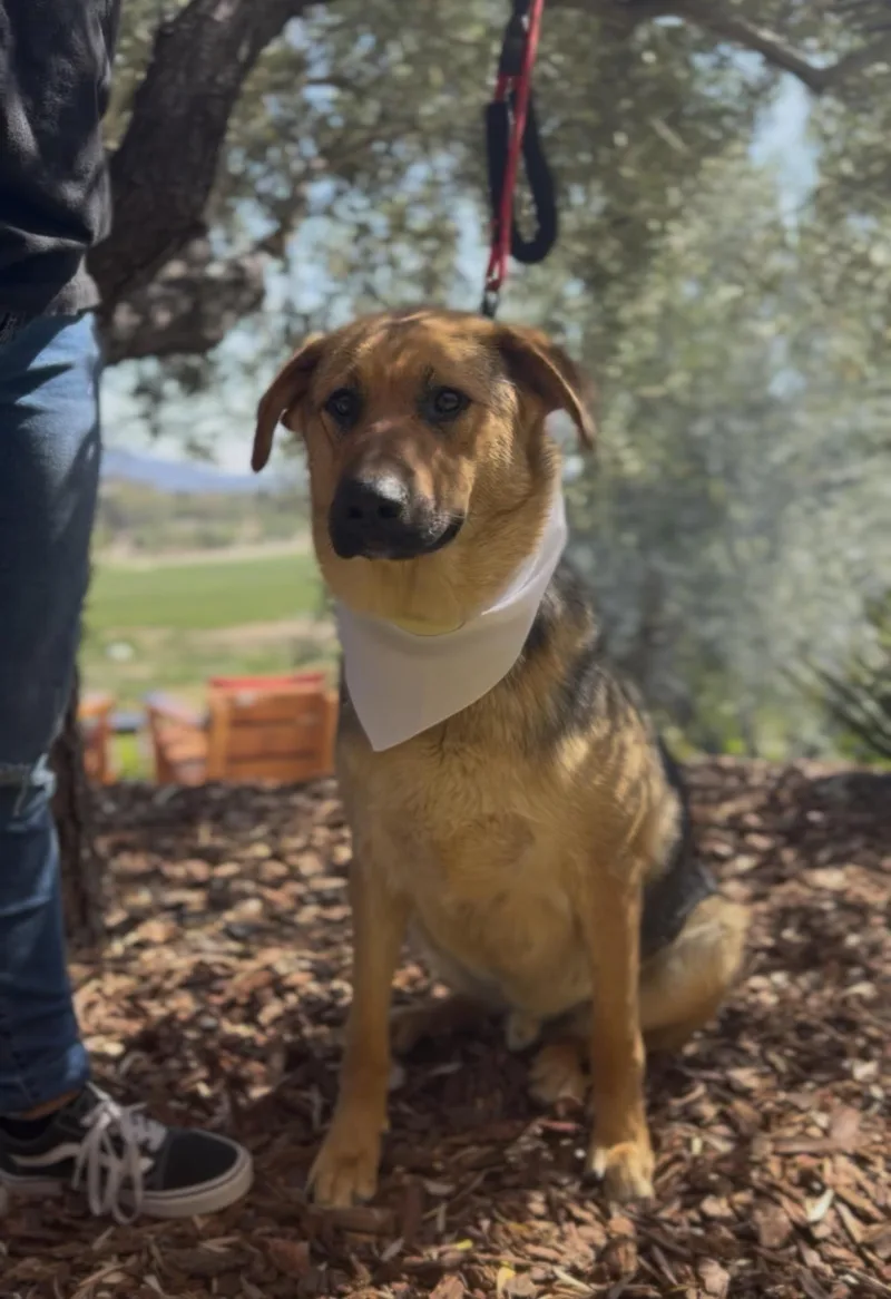 A young large-sized male German Shepherd Dog dog named Dexter for adoption in Perris, CA