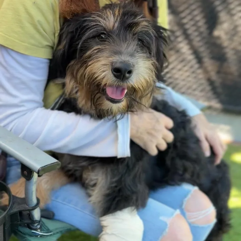 A young medium-sized female Standard Poodle dog named Flynn A for adoption in Mission Hills, CA