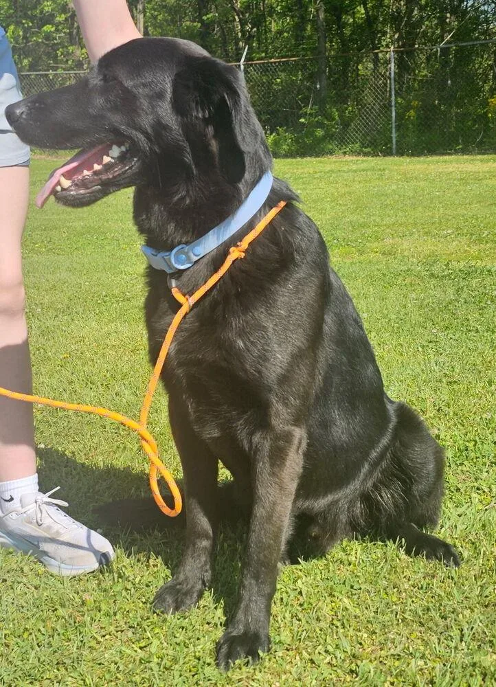 An adult large-sized male Black Labrador Retriever dog named Colliton  Atlas for adoption in Broomfield, CO