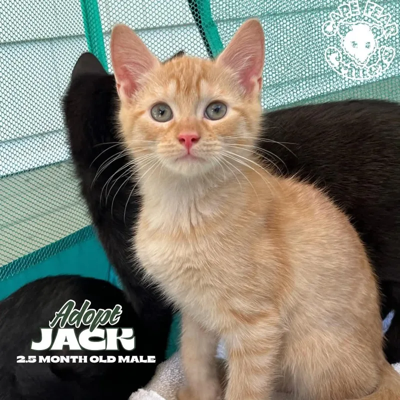 A baby small-sized male Orange & White Domestic Short Hair cat named Jack for adoption in Wilmington, NC