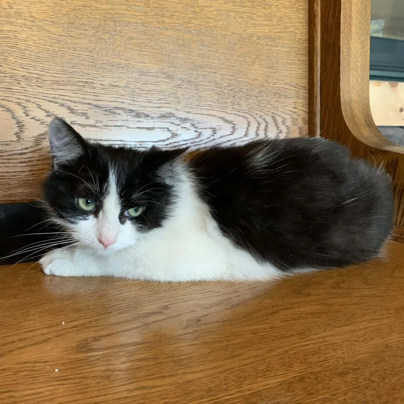 Moon Pie thumbnail 2