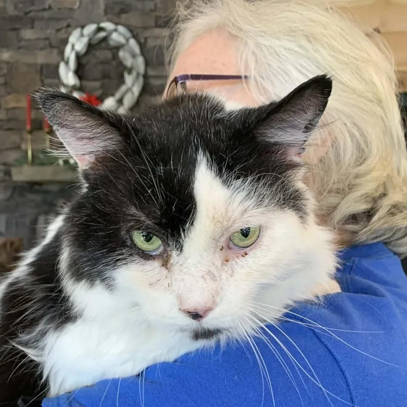 Moon Pie thumbnail 4