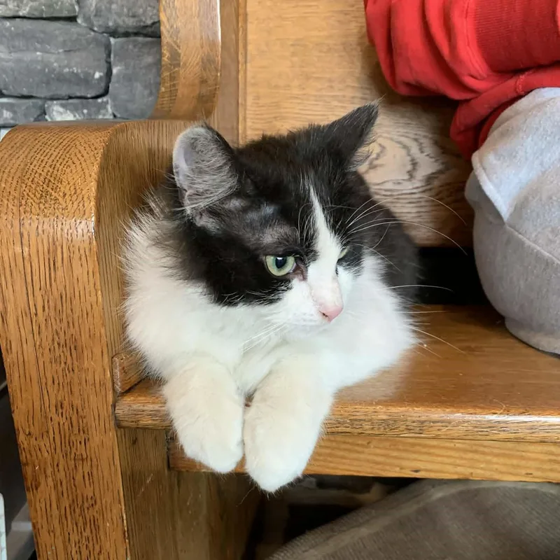 Moon Pie thumbnail 6