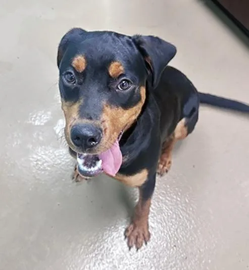 A young medium-sized female Black Mixed Breed dog named Kim Chi for adoption in Nashville, TN
