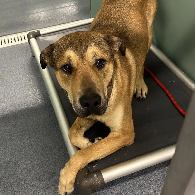A young small-sized male Brown / Chocolate Mixed Breed dog named Clarence for adoption in St Joseph, MO