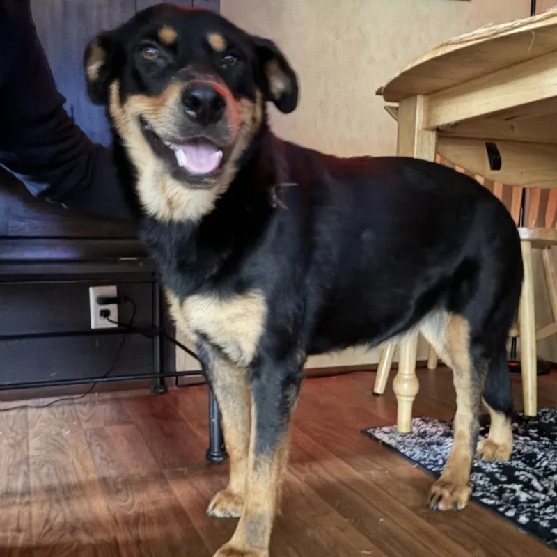 A young large-sized female Mixed Breed dog named Xena for adoption in Little Rock, AR