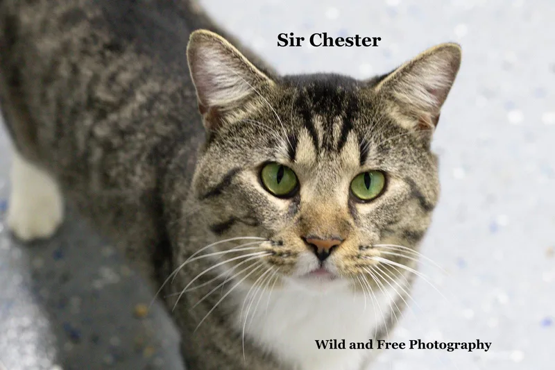 Sir Chester