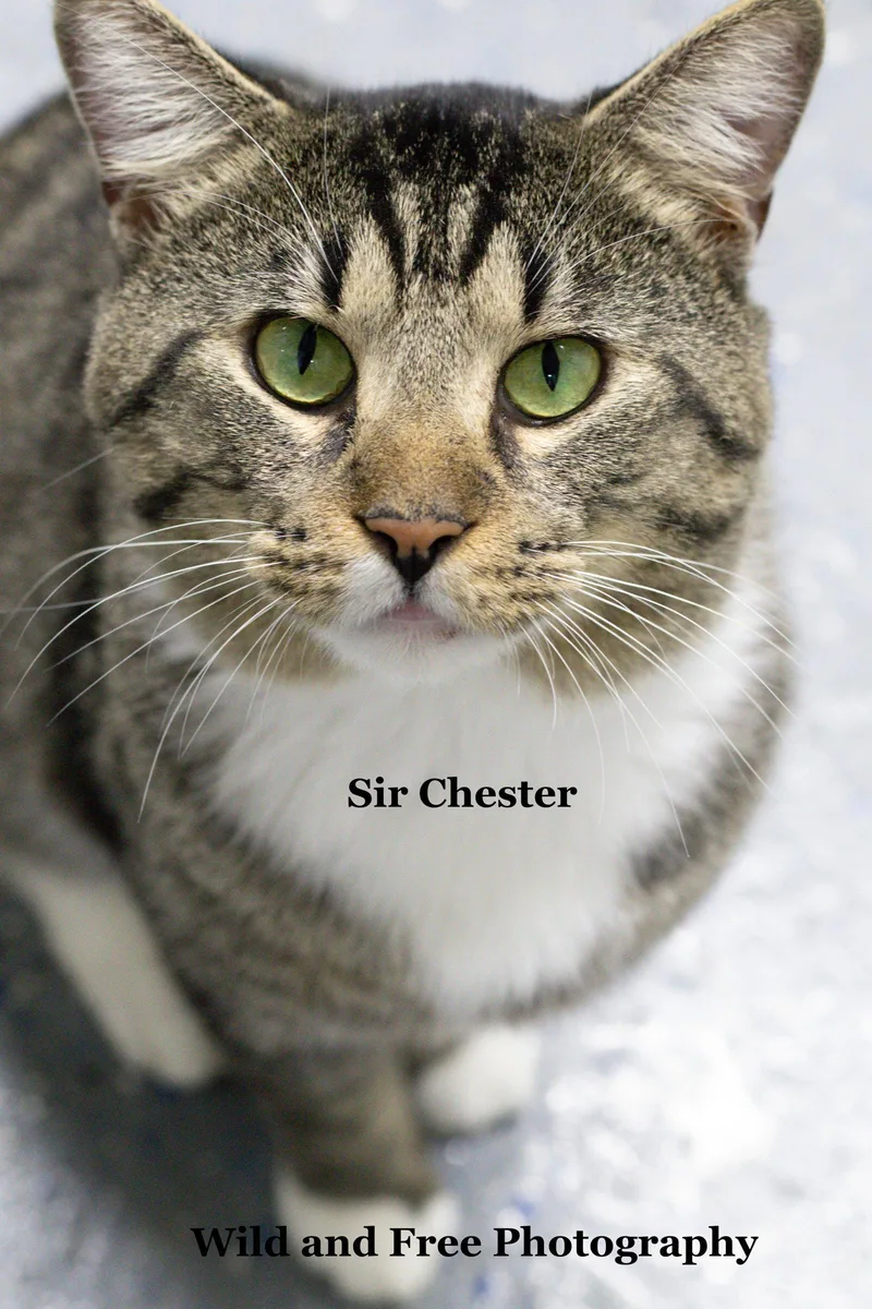Sir Chester thumbnail 3