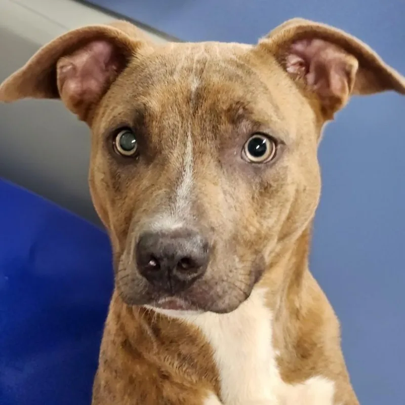 A baby medium-sized male American Staffordshire Terrier dog named Fudge for adoption in House Springs, MO