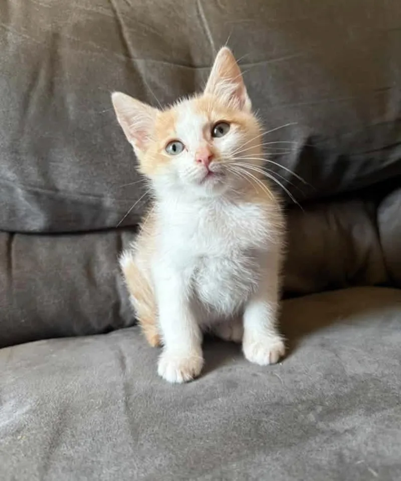 A baby medium-sized male Cream / Ivory Domestic Short Hair cat named Raichu for adoption in Woodlawn, TN