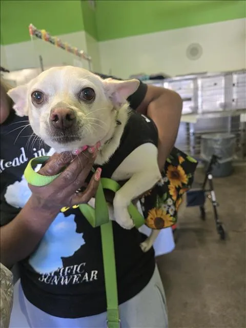 An adult small-sized female Chihuahua dog named Lola for adoption in Los Angeles, CA