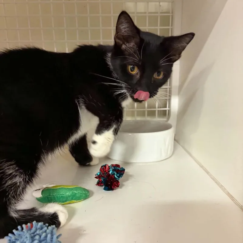 A young small-sized male Domestic Short Hair cat named Mechanical for adoption in St. Paul, MN