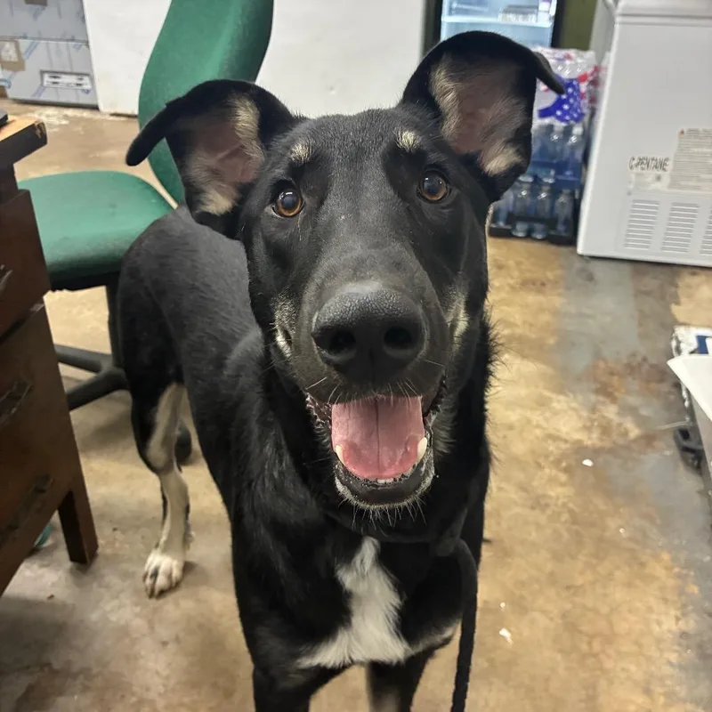 A young large-sized male Mixed Breed dog named Maverick for adoption in Corbin, KY