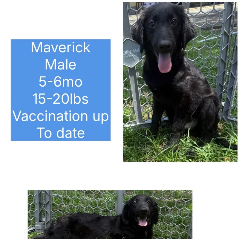 Maverick thumbnail 2