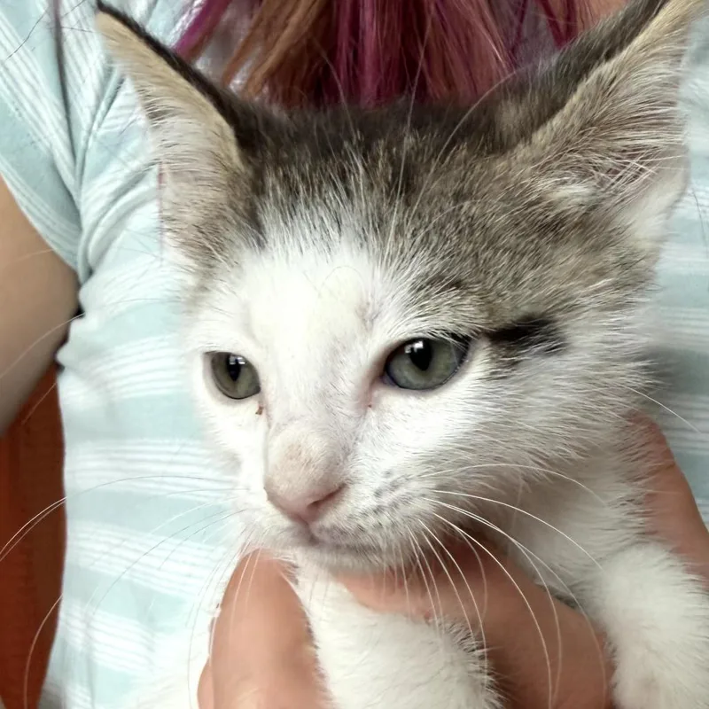 A baby small-sized male White Domestic Short Hair cat named Beetle for adoption in Long Beach, CA
