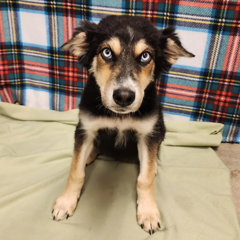 A young large-sized male Black Shepherd dog named Kaboodle for adoption in ALPINE, TX