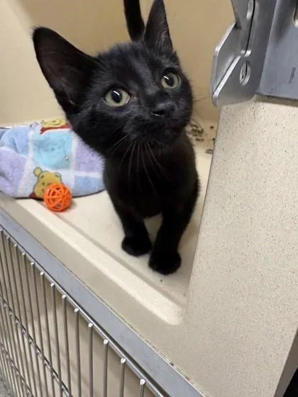 A baby medium-sized male Domestic Short Hair cat named Rye for adoption in Pequot Lakes, MN