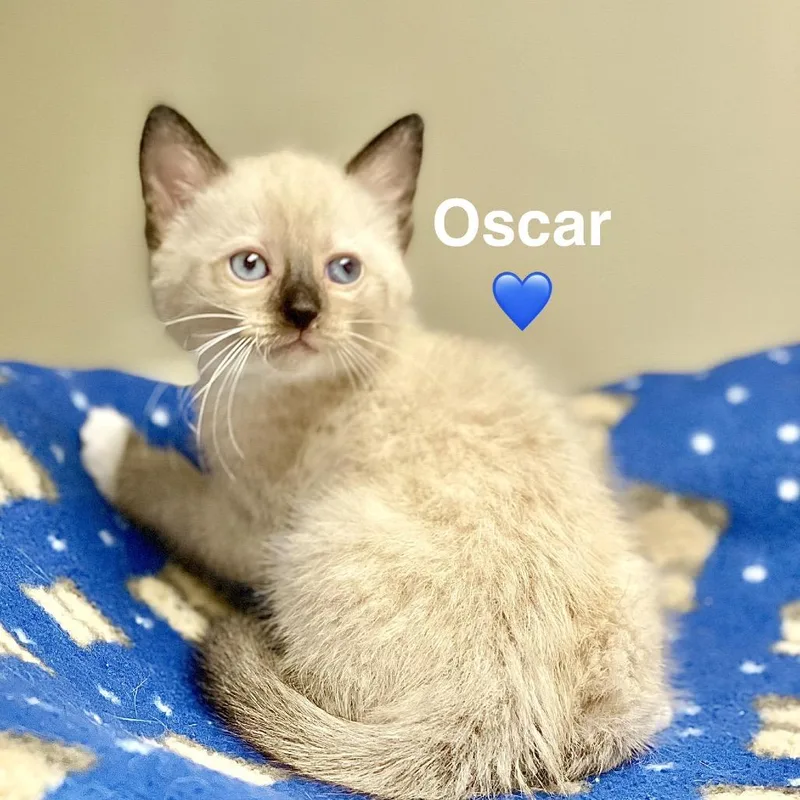 A baby small-sized male Siamese cat named Oscar for adoption in Peachtree City, GA
