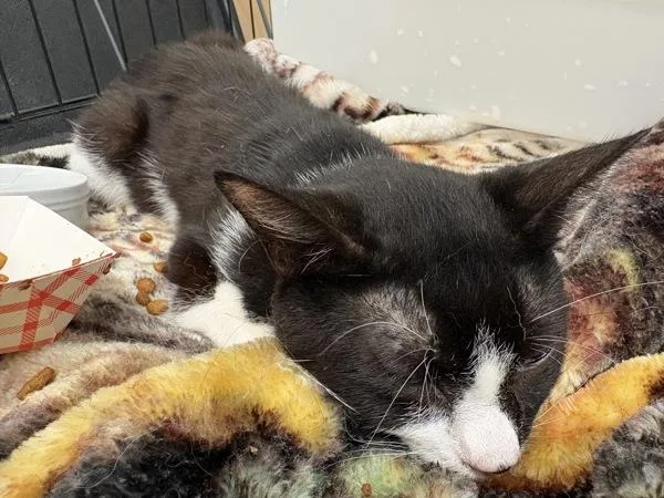 A young small-sized male Domestic Short Hair cat named Trainside for adoption in Stratham, NH