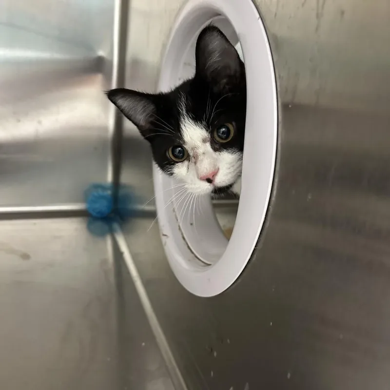 A baby medium-sized female Domestic Short Hair cat named Gail for adoption in Gainesville, FL