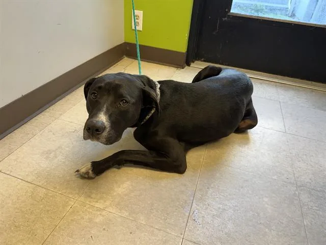 A young medium-sized female Pit Bull Terrier dog named Luna for adoption in Kent, WA