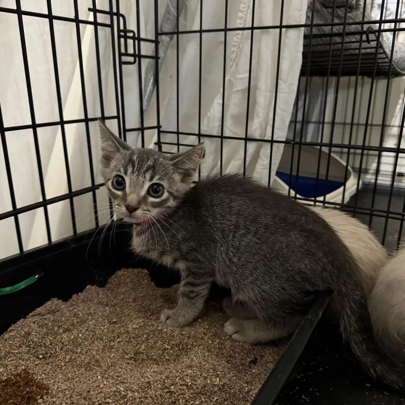 A baby small-sized male Gray / Blue / Silver Domestic Short Hair cat named Jaconde for adoption in Pacific Palisades, CA