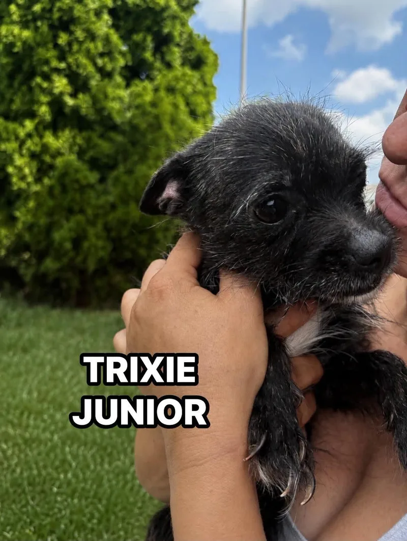 Trixie Junior
