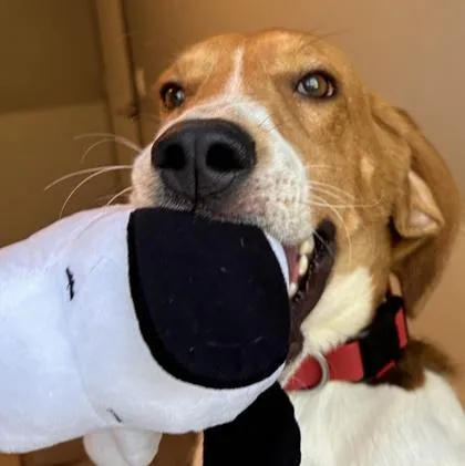An adult large-sized male Mixed Breed dog named Ronnie for adoption in Lansing, MI
