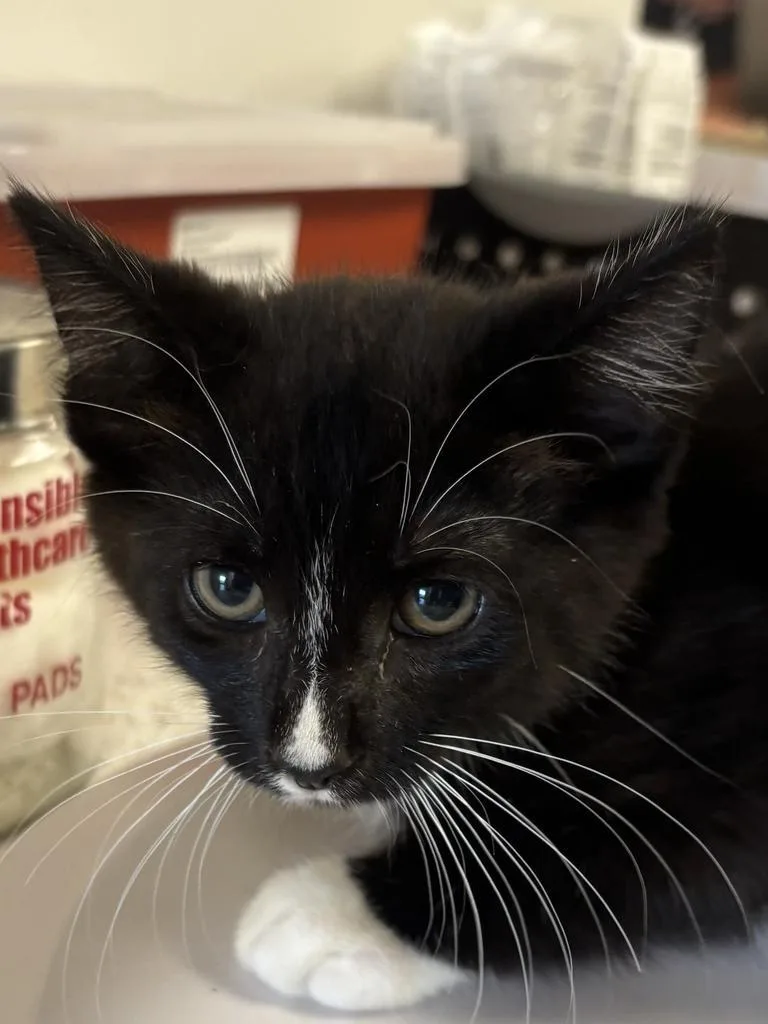 A baby large-sized male Domestic Short Hair cat named Huey for adoption in Greenfield, IN