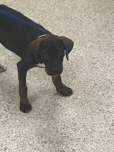 A baby small-sized male Labrador Retriever dog named A for adoption in Conroe, TX