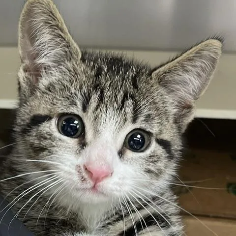 A baby small-sized male Brown / Chocolate Domestic Short Hair cat named Tink Tink for adoption in Baltimore, MD
