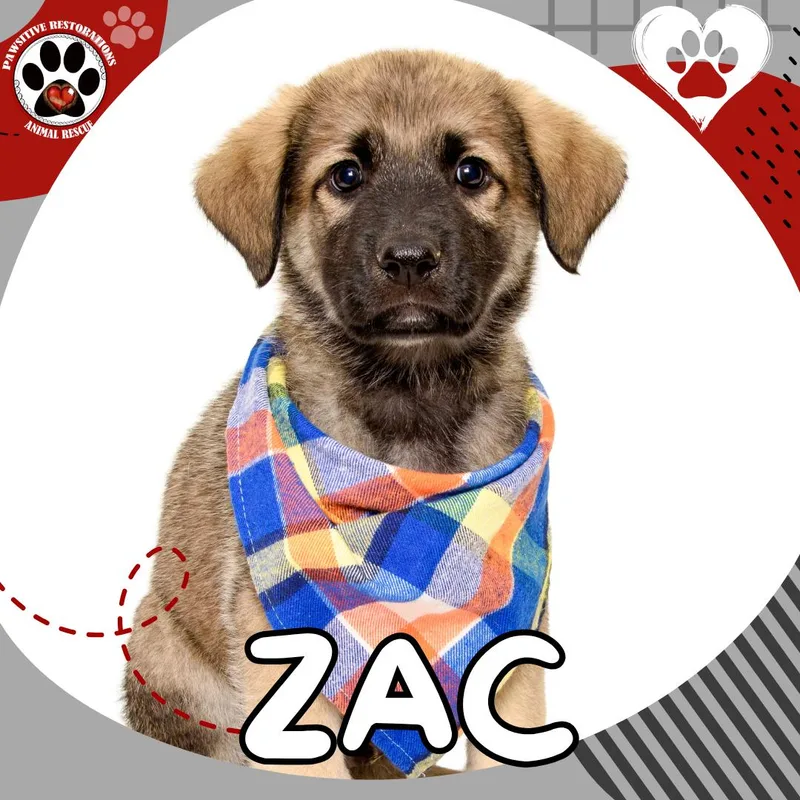A baby large-sized male Yellow / Tan / Blond / Fawn German Shepherd Dog dog named Zac for adoption in Aurora, CO