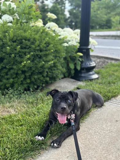 An adult medium-sized female Tricolor (Brown, Black, & White) Pit Bull Terrier dog named Batty for adoption in Indianapolis, IN
