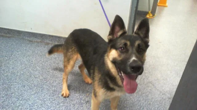 A young large-sized male German Shepherd Dog dog named Fifi for adoption in Charlotte, NC