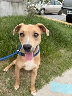 A baby medium-sized male Labrador Retriever dog named Beef Stroganoff for adoption in Denham Springs, LA