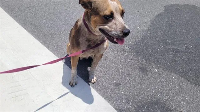 An adult large-sized female Australian Cattle Dog / Blue Heeler dog named Winnie for adoption in Saint Cloud, FL