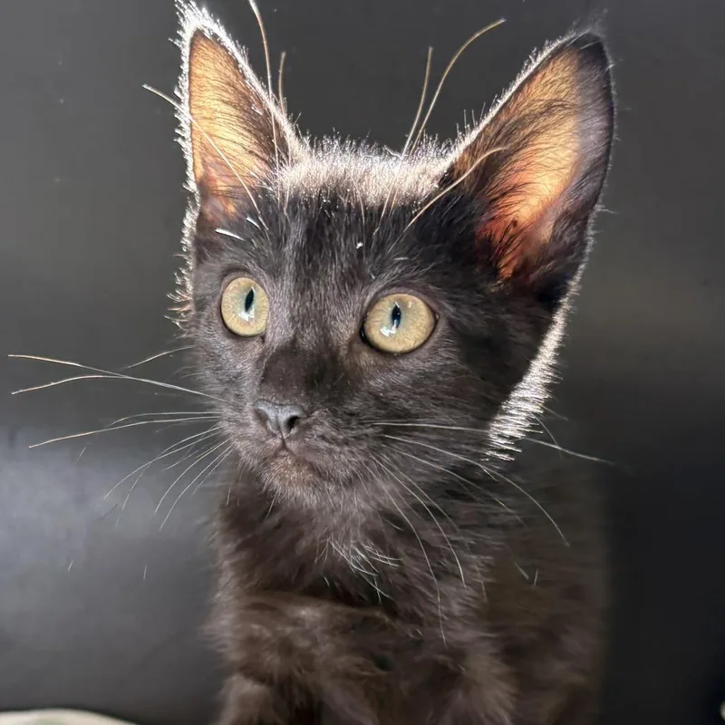 A baby small-sized male Domestic Short Hair cat named Maul for adoption in Buellton, CA