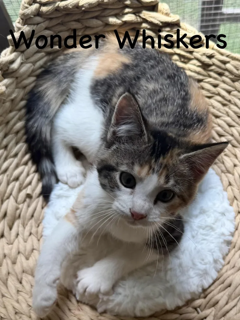 A baby medium-sized female Domestic Medium Hair cat named Wonder Whiskers for adoption in Sedalia, MO