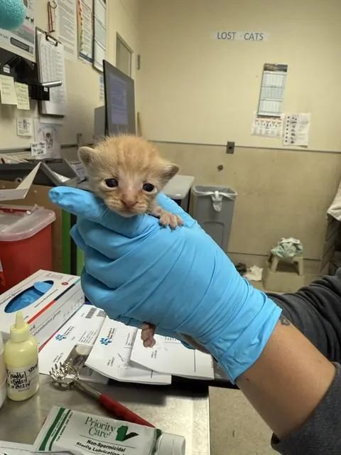 A baby small-sized male Domestic Short Hair cat named Snake for adoption in Riverside, CA