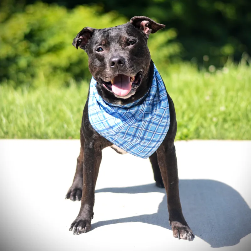A senior medium-sized male Black Terrier dog named Ruger for adoption in Amsterdam, NY