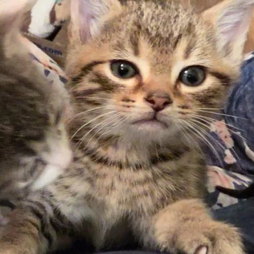 A baby small-sized male Tabby (Leopard / Spotted) Tabby cat named Fritz for adoption in Fishers, IN