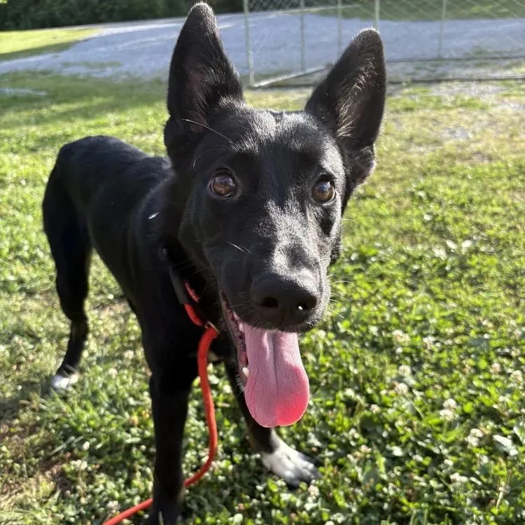 An adult medium-sized male Black German Shepherd Dog dog named Ed for adoption in Chuckey, TN