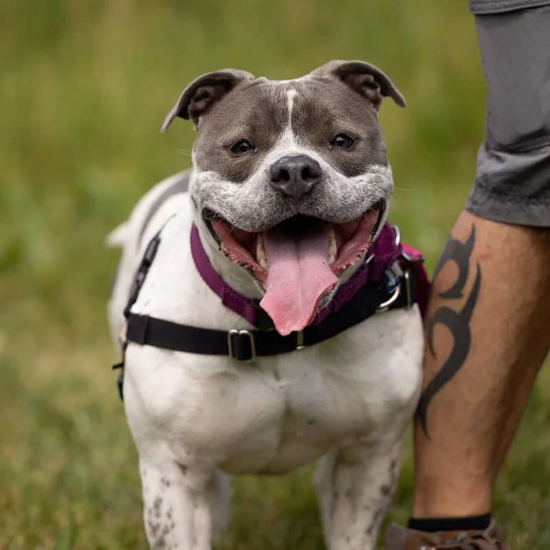 An adult medium-sized female Gray / Blue / Silver Mixed Breed dog named Rosie P for adoption in Waukesha, WI