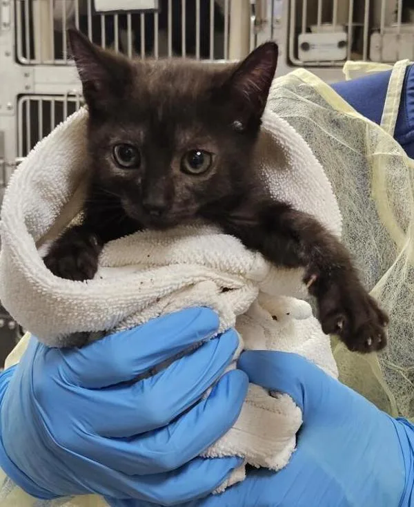 A baby medium-sized female Domestic Short Hair cat named Zacian for adoption in Vancouver, WA